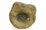 Fossil Ichthyosaur (Brachypterygius) Vertebra - England #351052-2